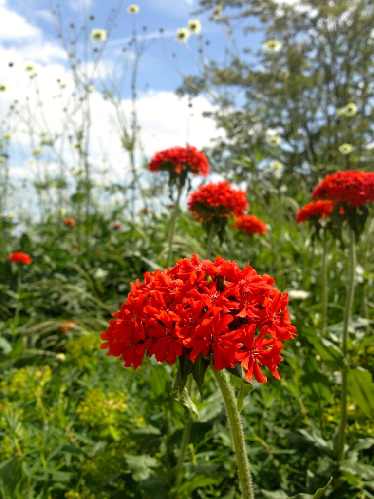 Plantings in the southern area of the park.