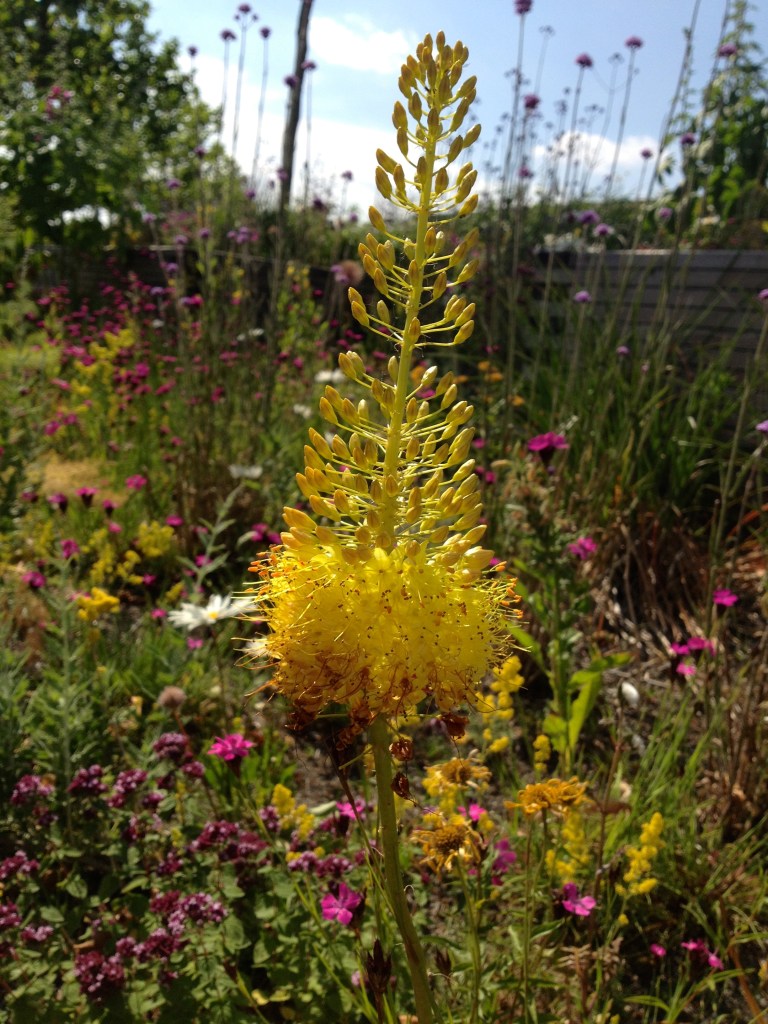 Eremurus in the stitch planting scheme